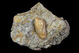 Fossil Crocodile Coprolite In Stone- Aguja Formation, Texas #116558-1